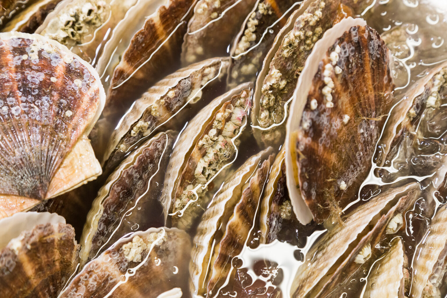 11 Types of Shellfish to Know American Oceans