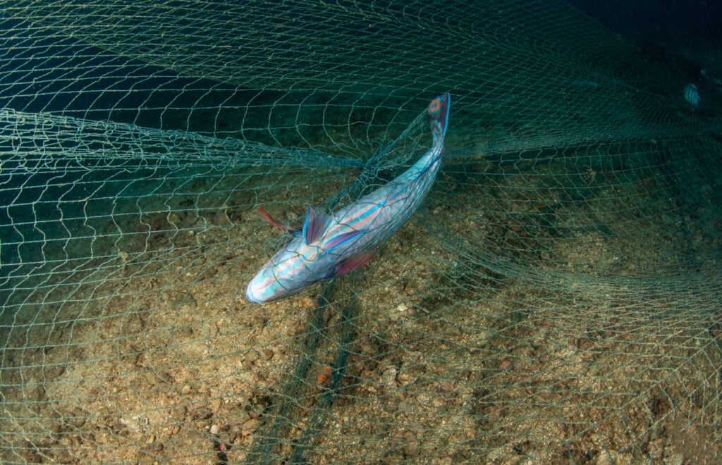 What is a Gill Net? American Oceans
