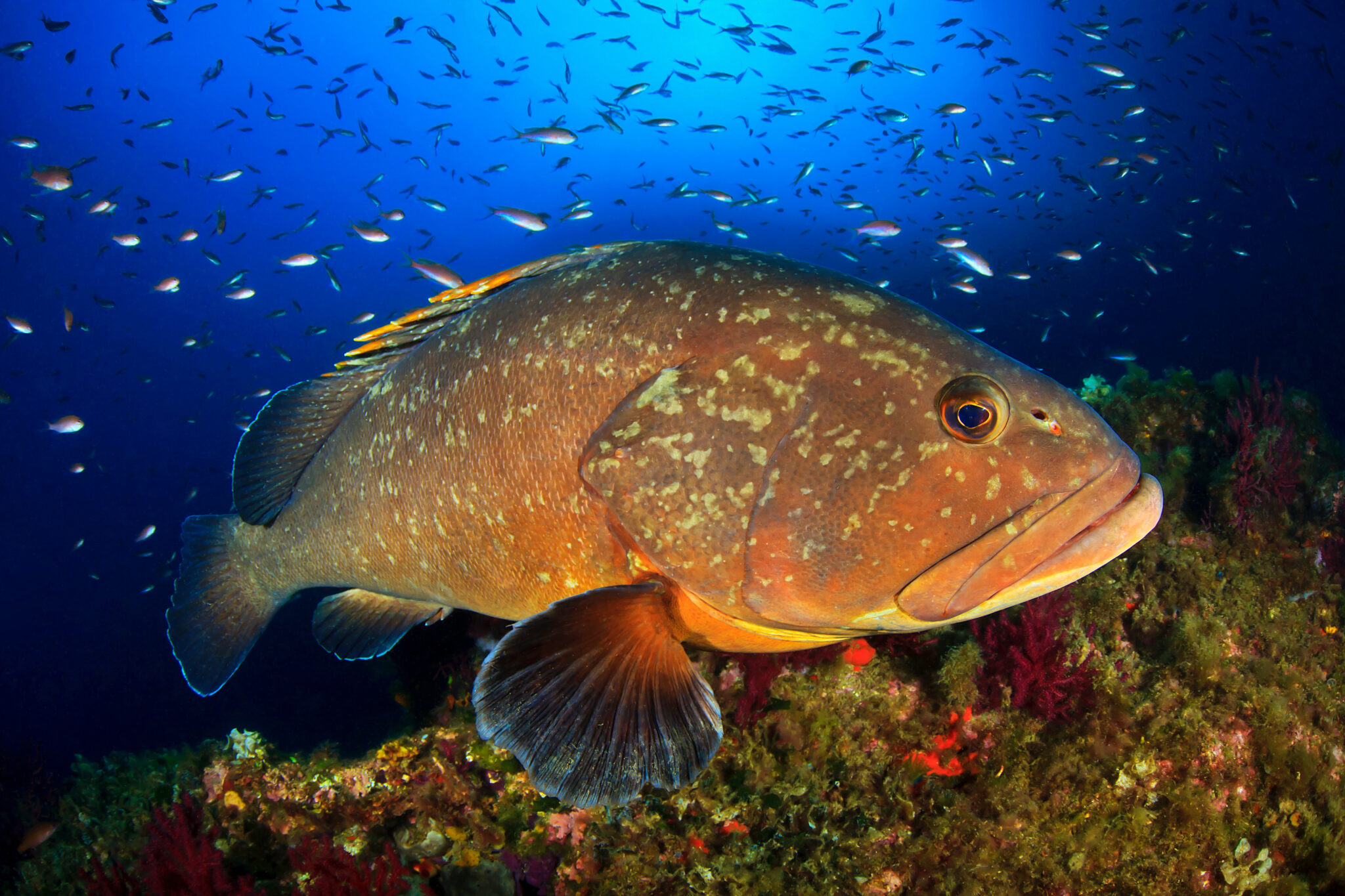 What's the Difference Between Grouper and Snapper?
