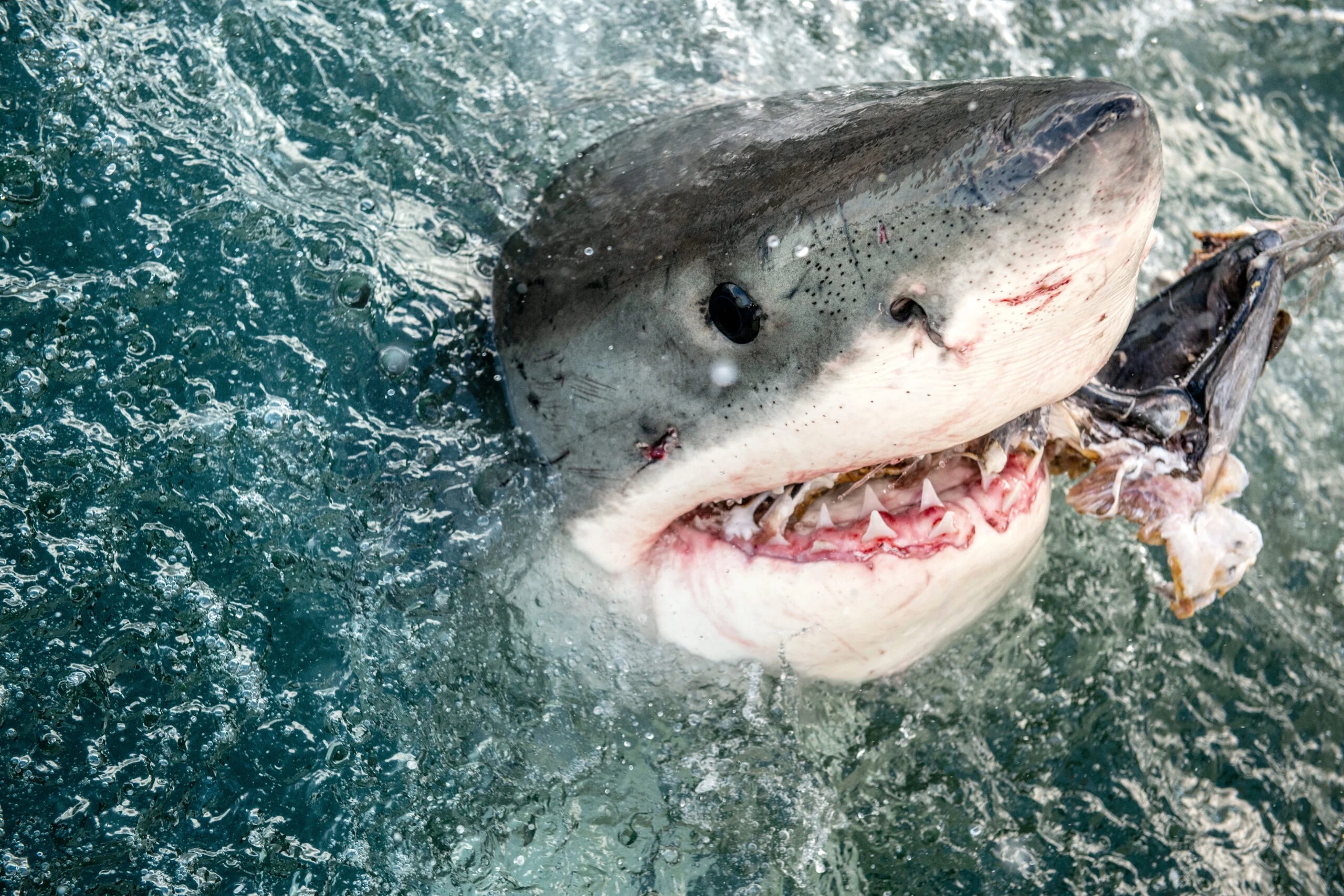 Great White Shark Bite