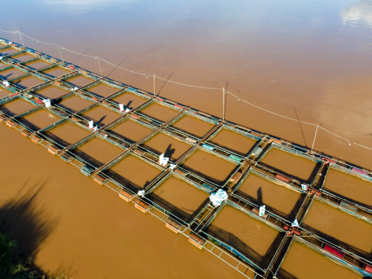 6 Reasons to Avoid Farm Raised Tilapia American Oceans