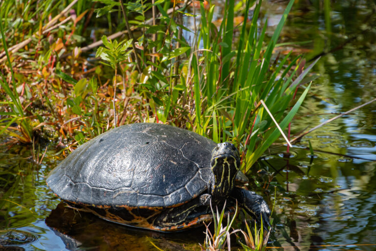 What's the Difference Between Sea Turtles and Land Turtles? American