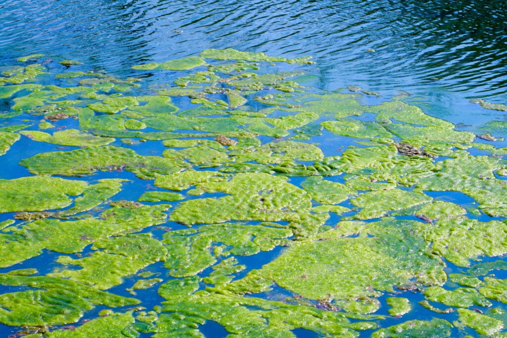 What's the Difference Between Moss and Algae? American Oceans