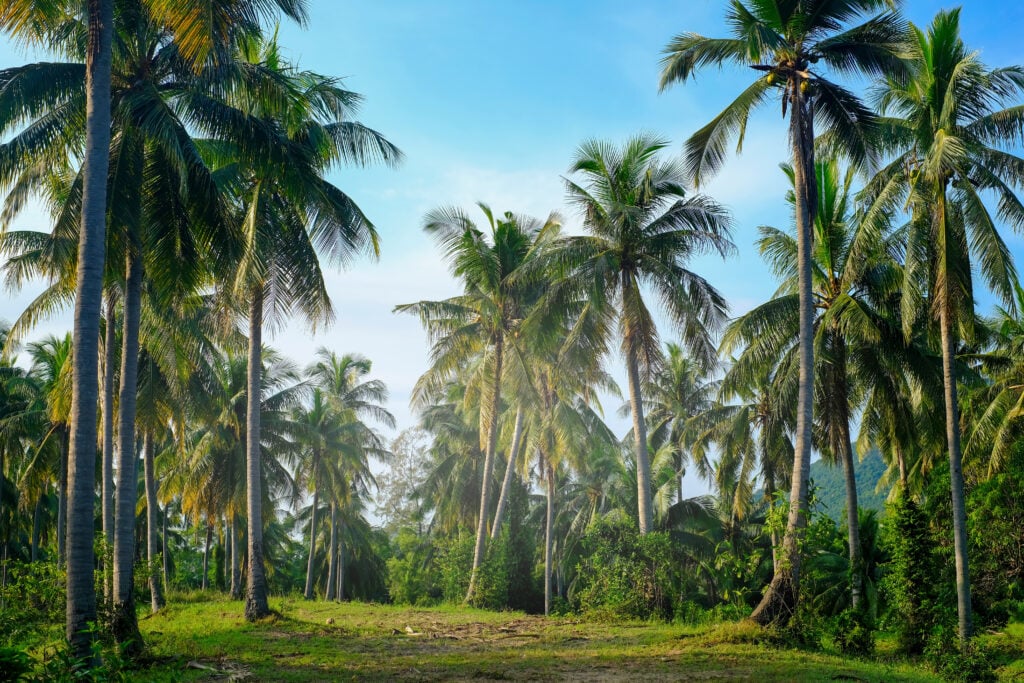 What's the Difference Between a Coconut Tree and a Palm Tree? American Oceans