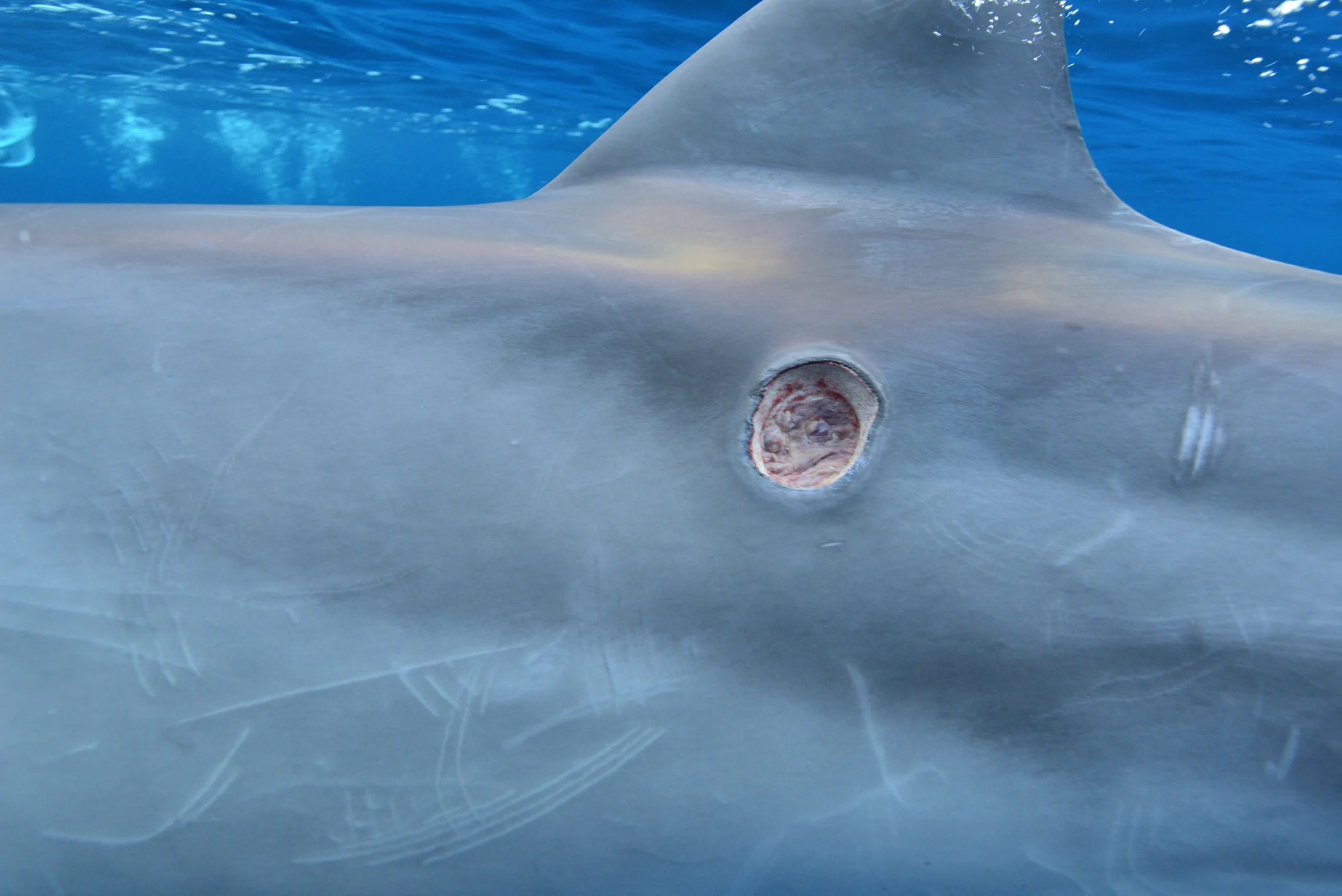 Are Cookiecutter Sharks Dangerous?