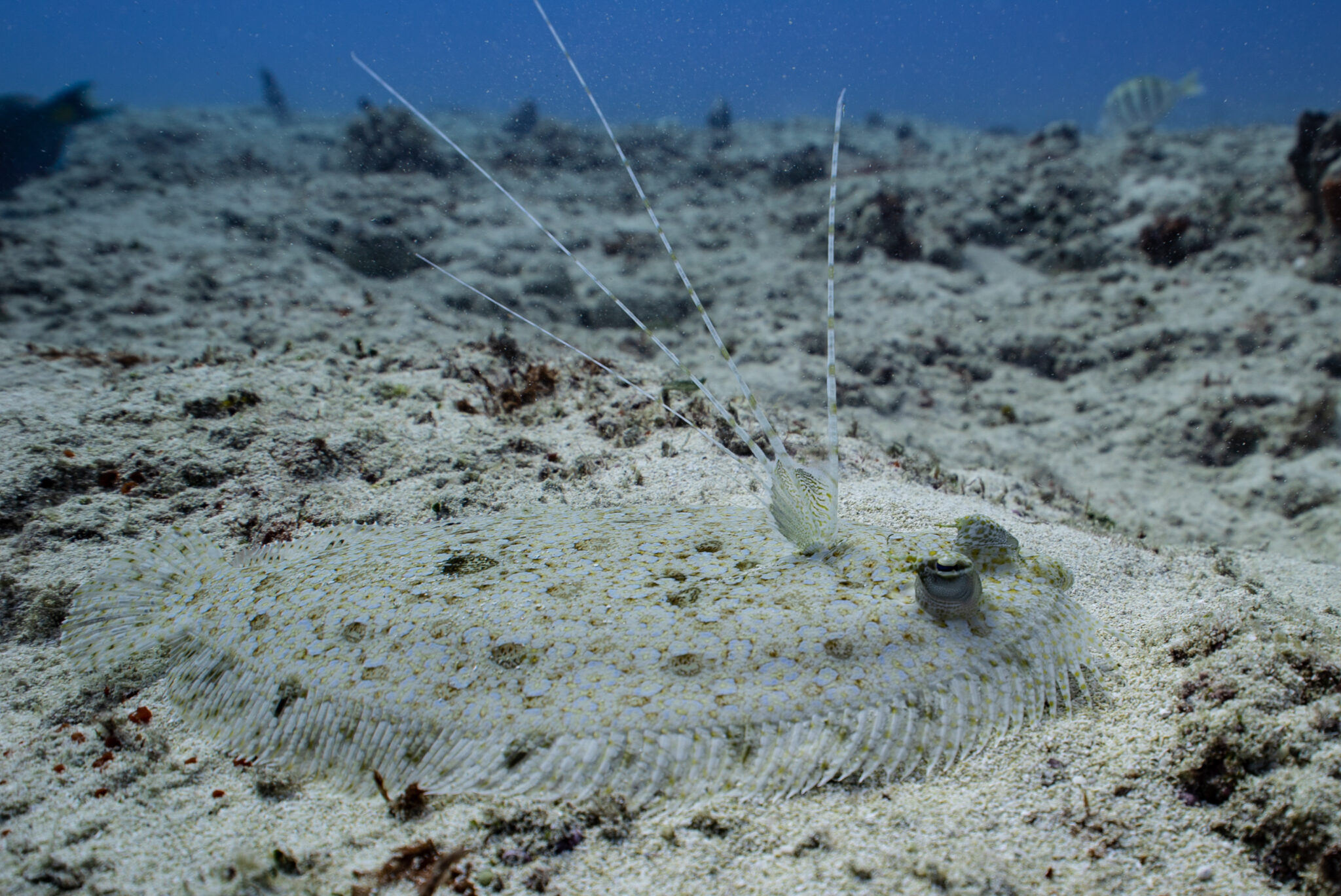 What's the Difference Between Flounder and Cod? American Oceans
