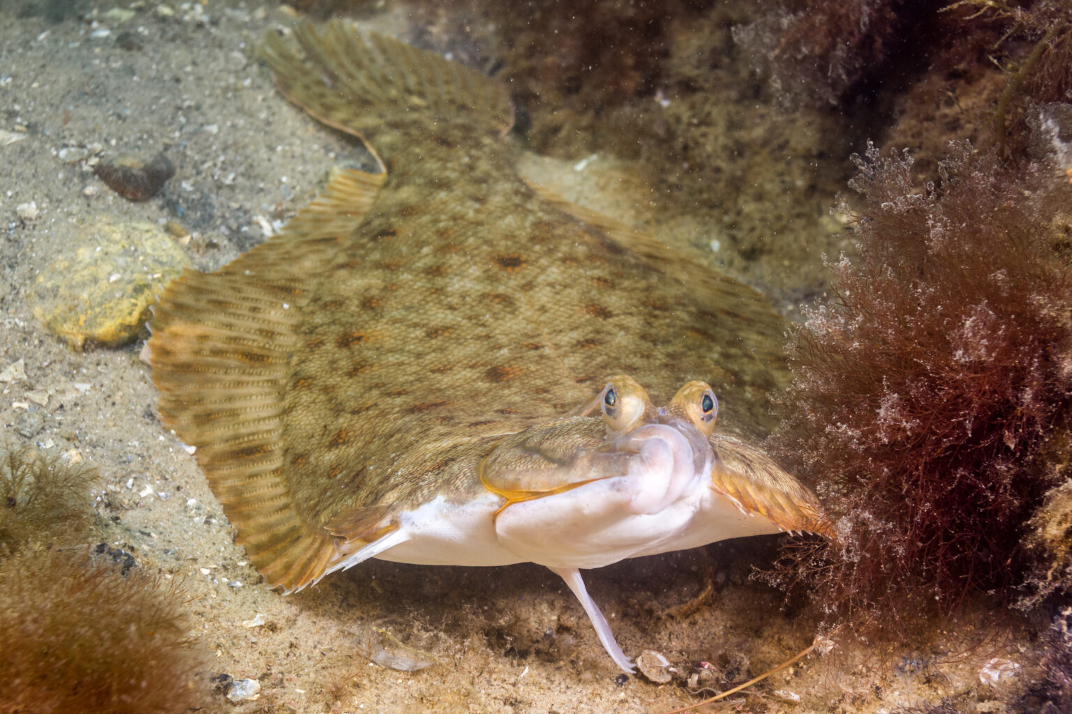 What's the Difference Between Fluke and Flounder American Oceans