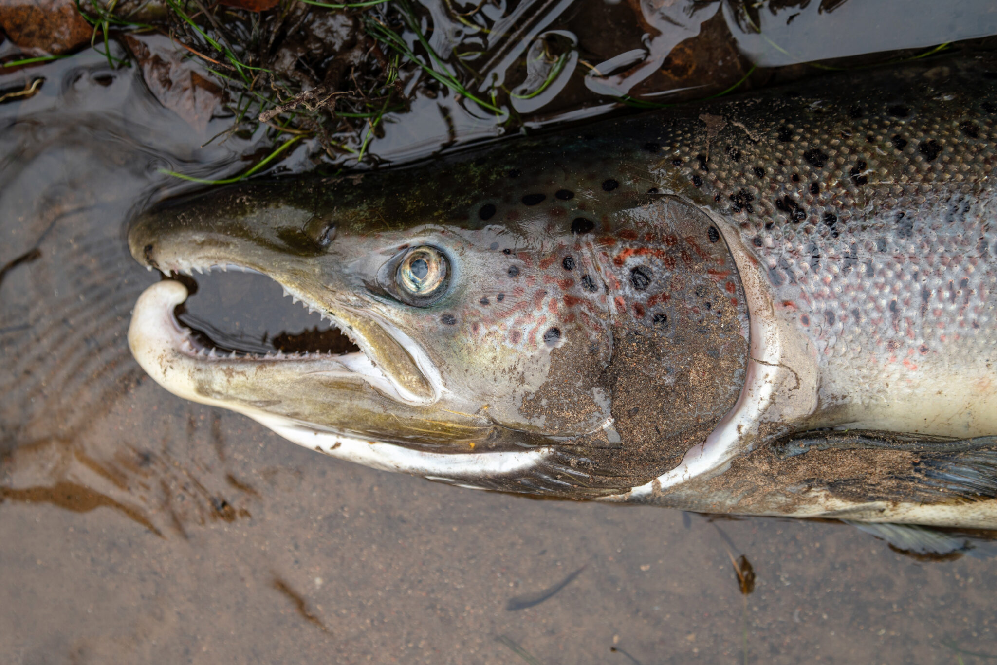 Is Salmon High in Mercury? American Oceans