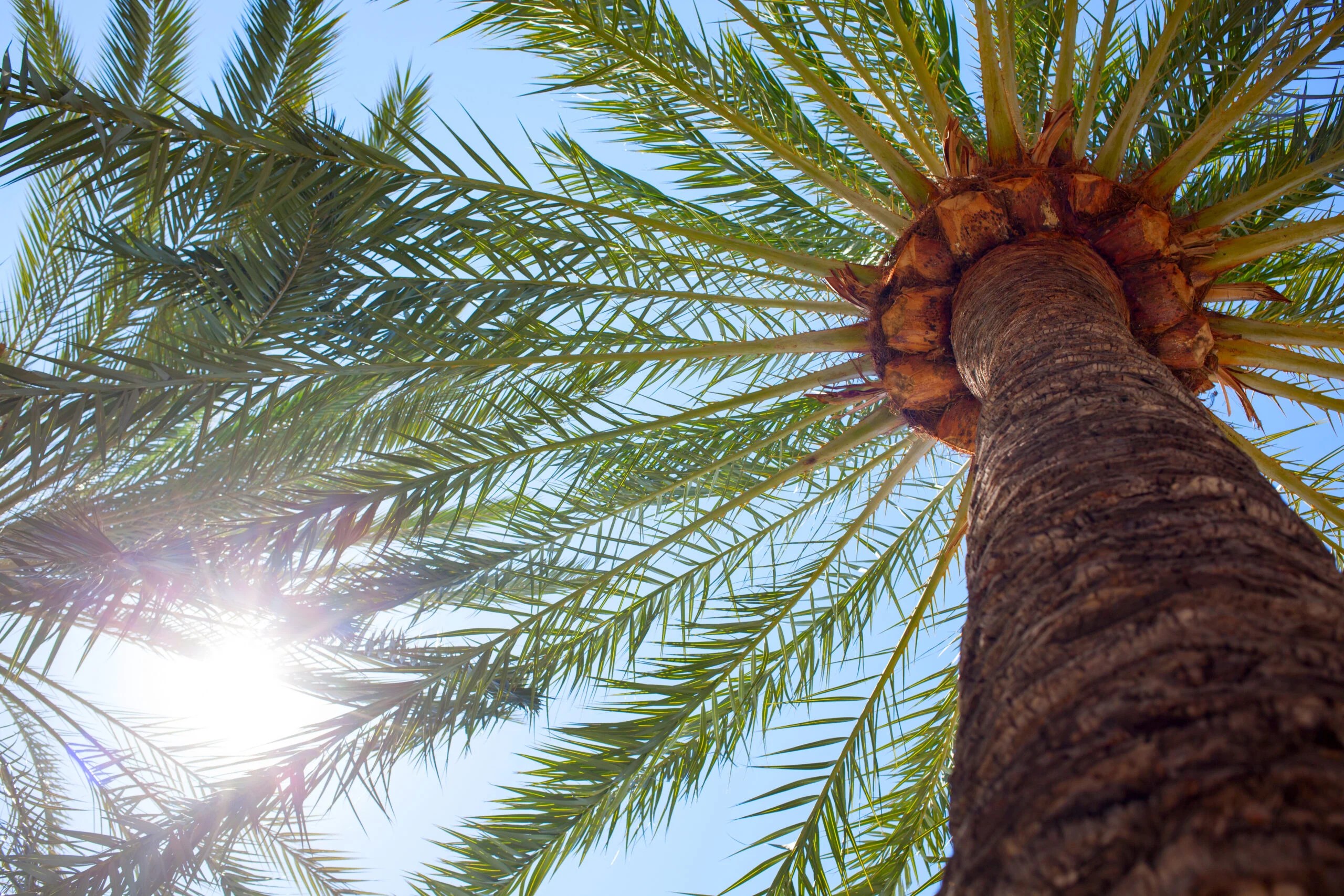 Coconut Tree Vs Palm Tree What's The Difference? EcoCation, 57 OFF