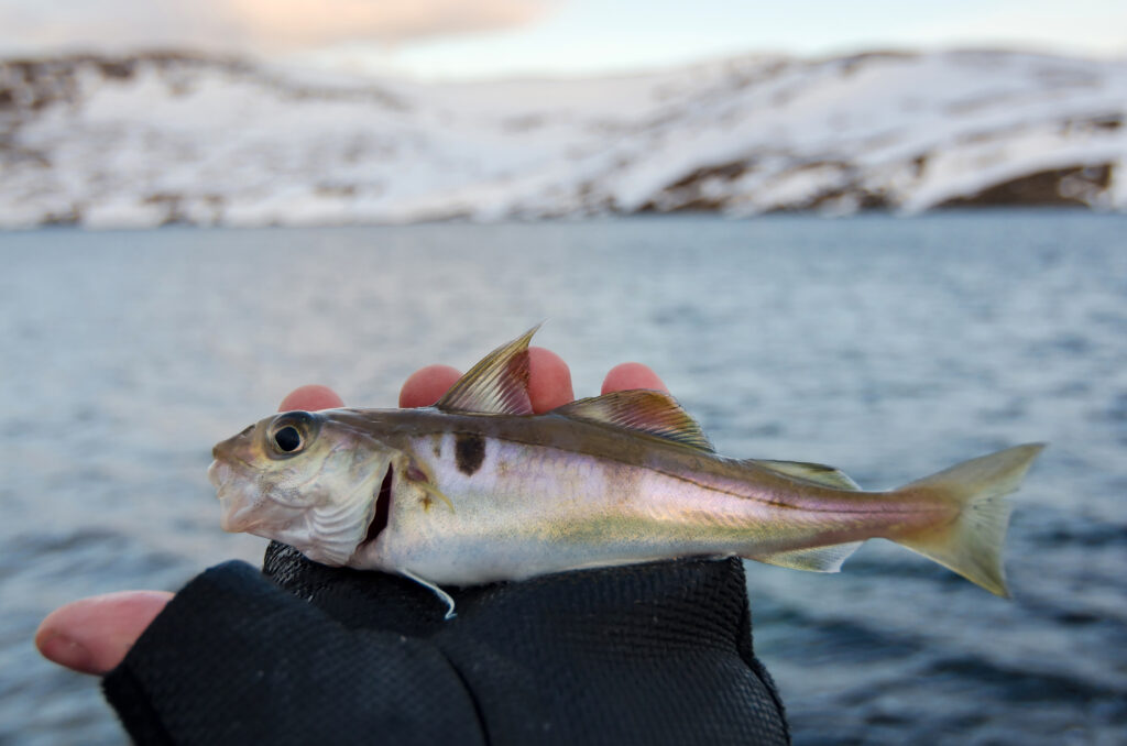 What's the Difference Between Haddock and Cod? American Oceans