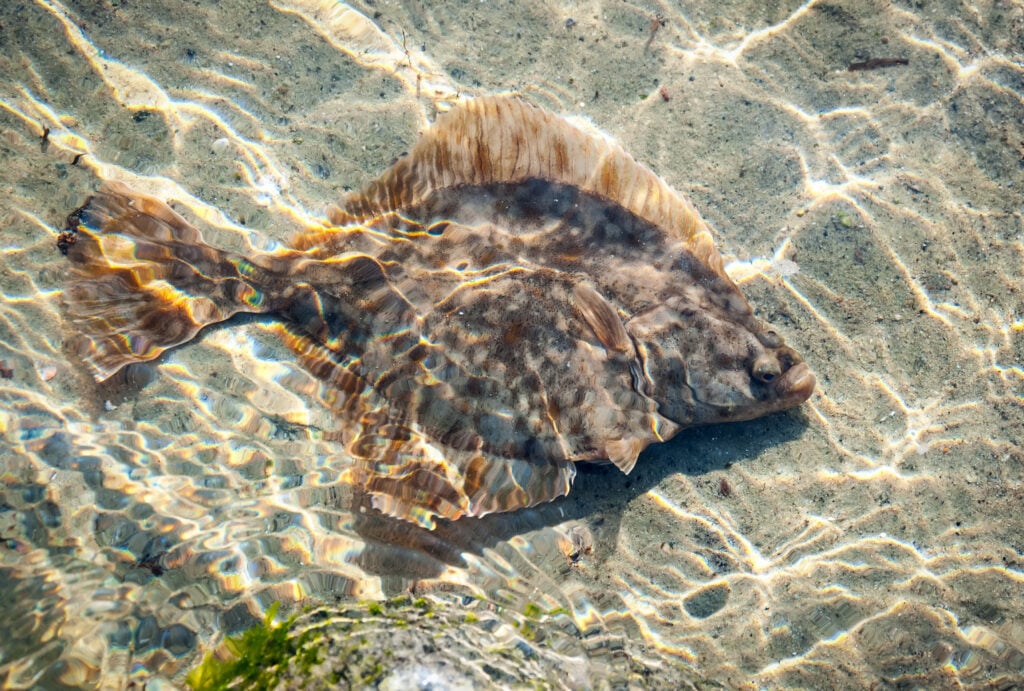 A Guide to the Different Types of Flatfish in the Ocean American Oceans