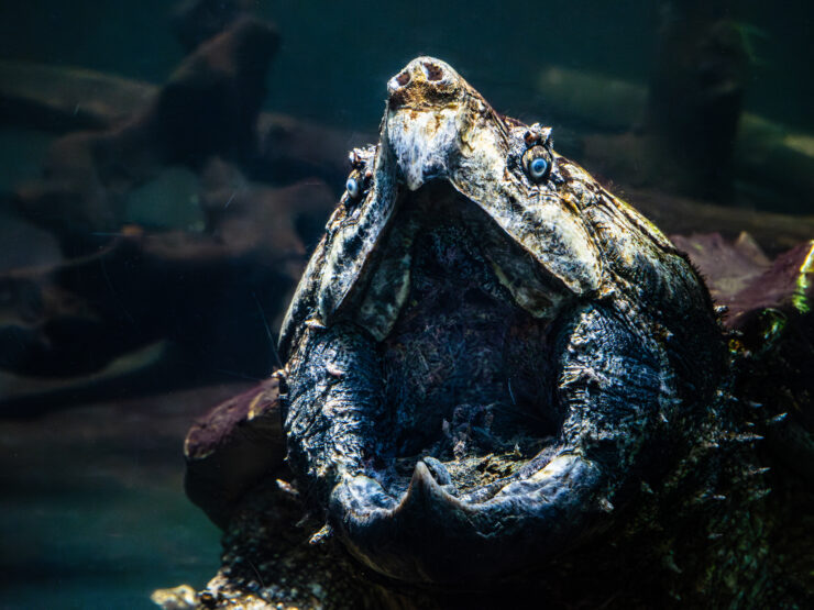 Biggest Alligator Snapping Turtle Ever Recorded