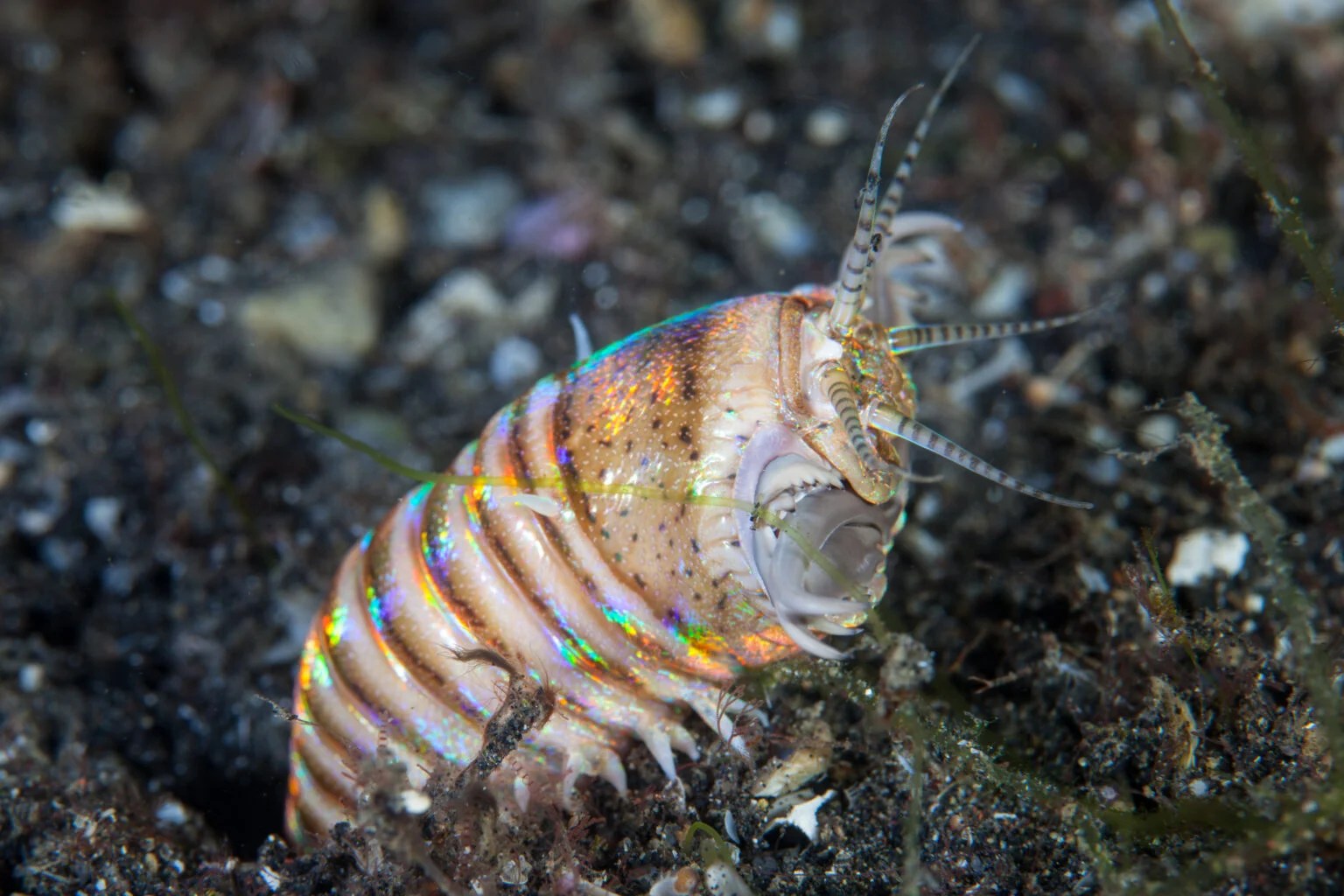Bobbit Worm