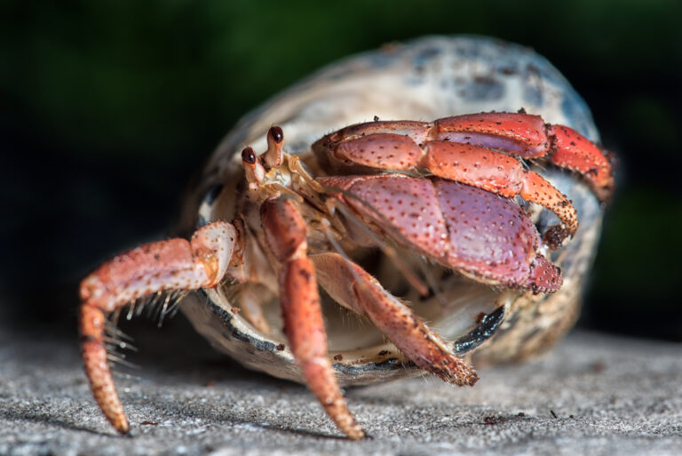 What Hermit Crabs Look Like Without Shells American Oceans