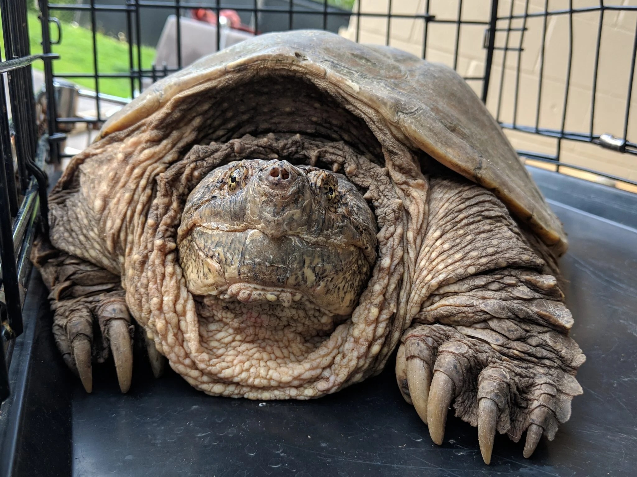 Biggest Snapping Turtle Ever Recorded