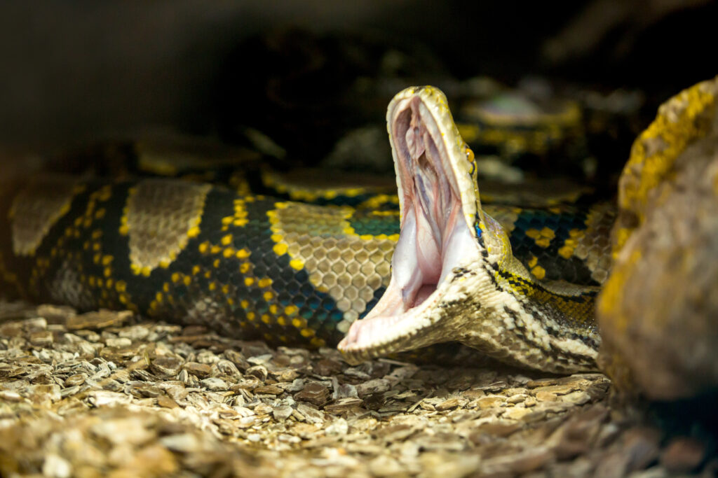 The Difference Between Anacondas and Pythons