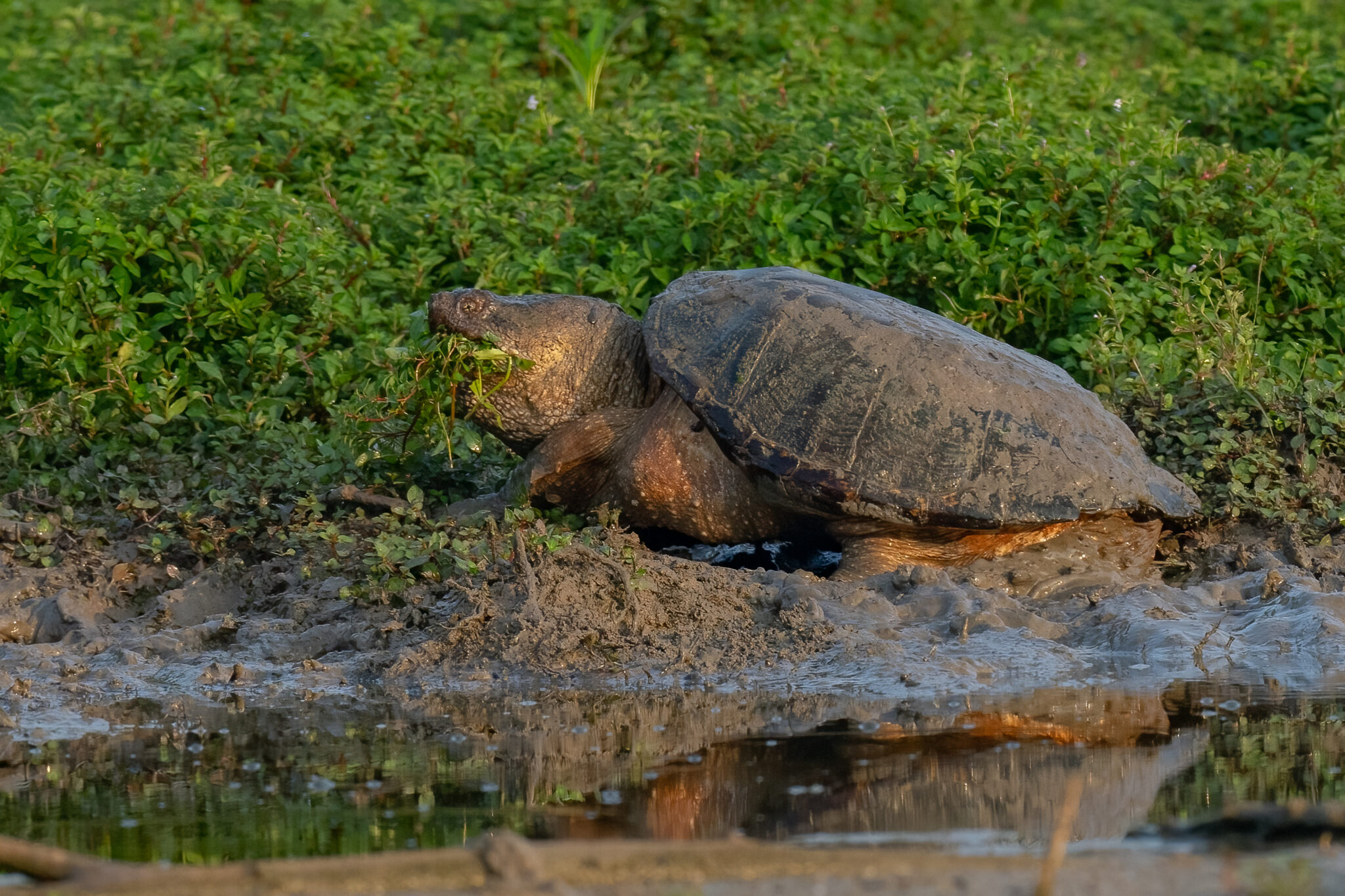 Biggest Snapping Turtle Ever Recorded
