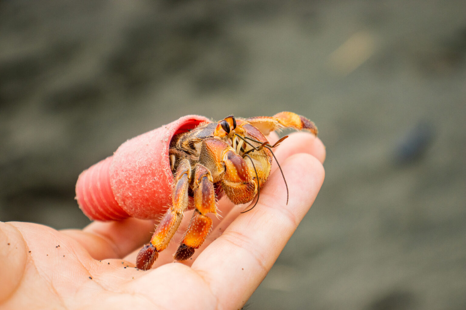 Most Hermit Crabs Are Using Trash For Shells Due to Extreme Levels of