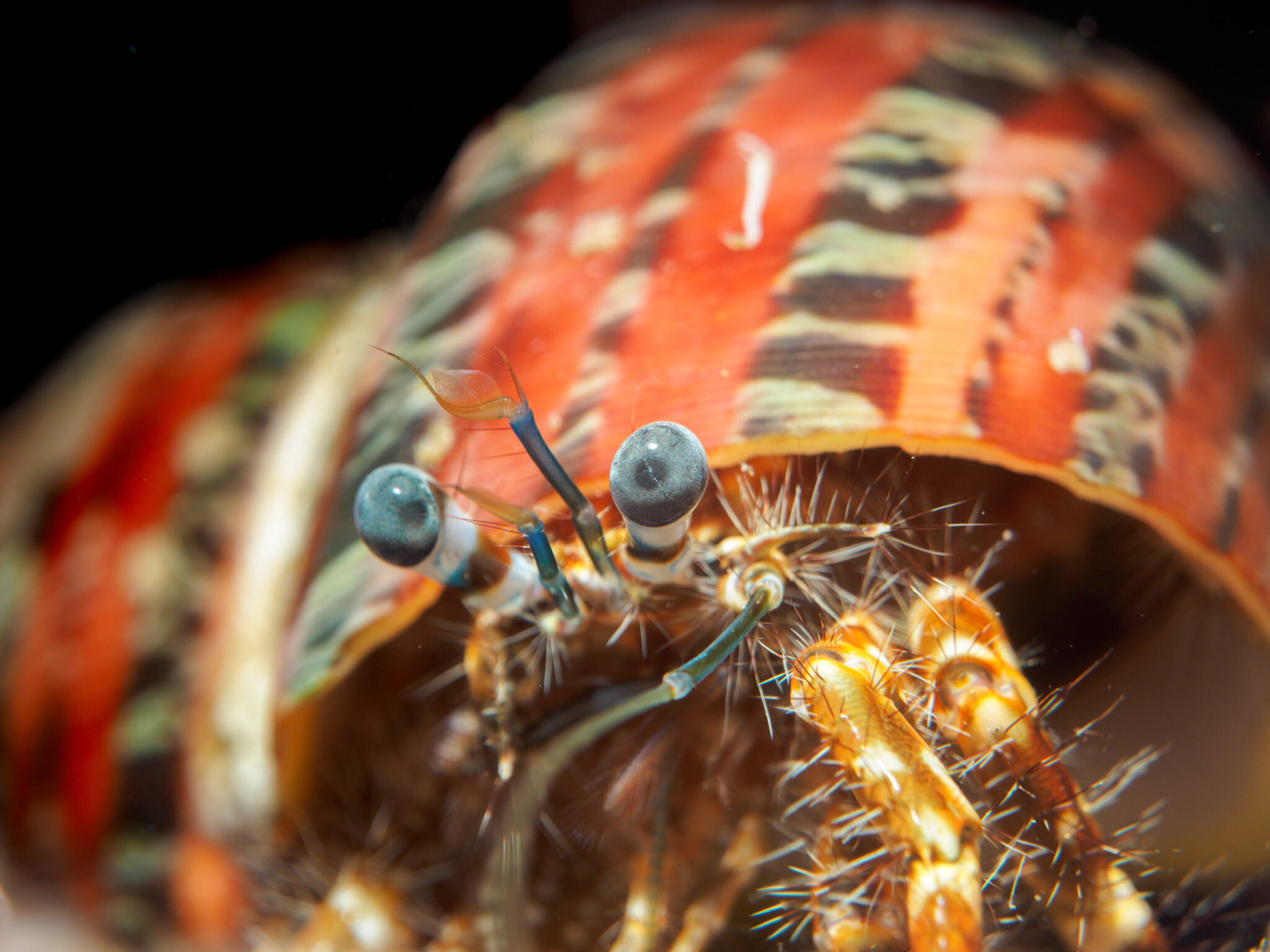 What Do Hermit Crabs Eat?