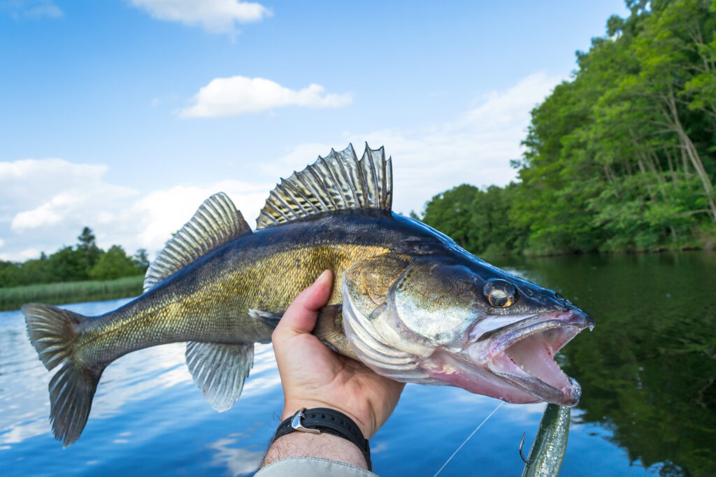 The Largest Walleye Ever Caught in Oregon American Oceans