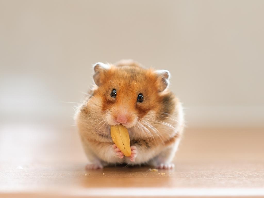 Como cuidar de hamsters American Pet's