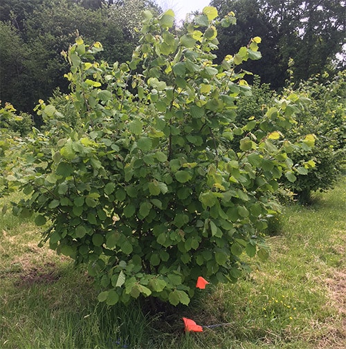 First Farmed Black Truffle Harvested in Southern Wales American