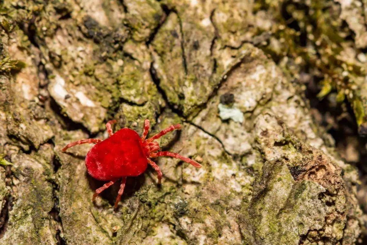 Everything You Need To Know About Chiggers America's State Parks