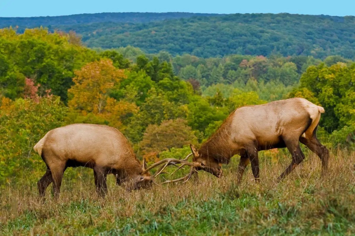 Elk State Park