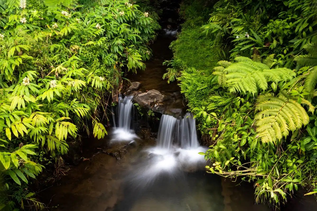 Akaka Falls State Park In Honomu, HI America's State Parks