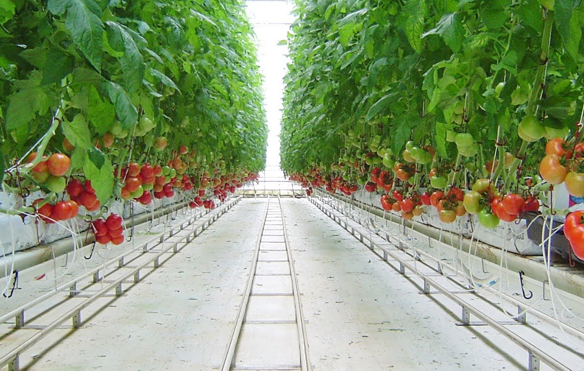 The Best Plastic Sheeting Options To Use As Greenhouse Flooring