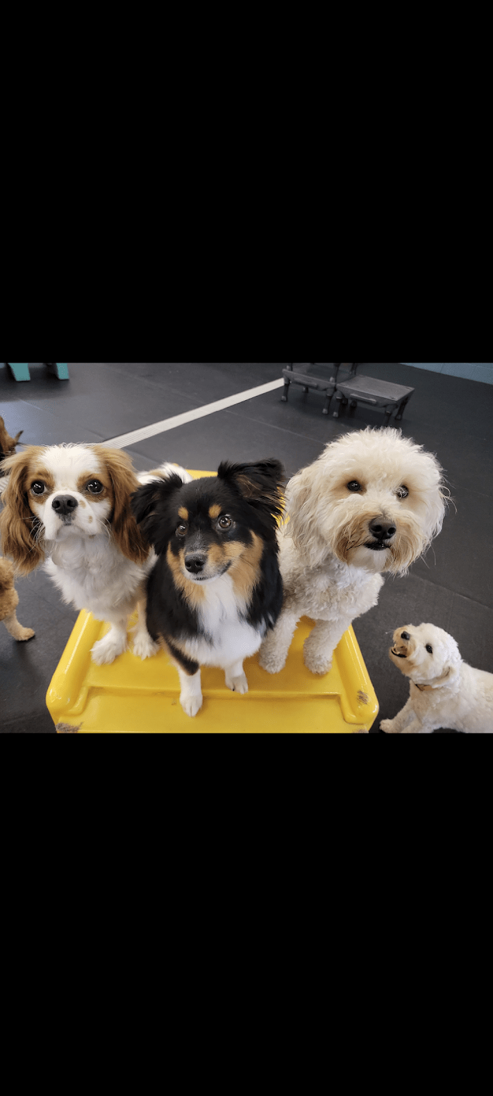 Gallery Ames, IA Ames Pet Resort