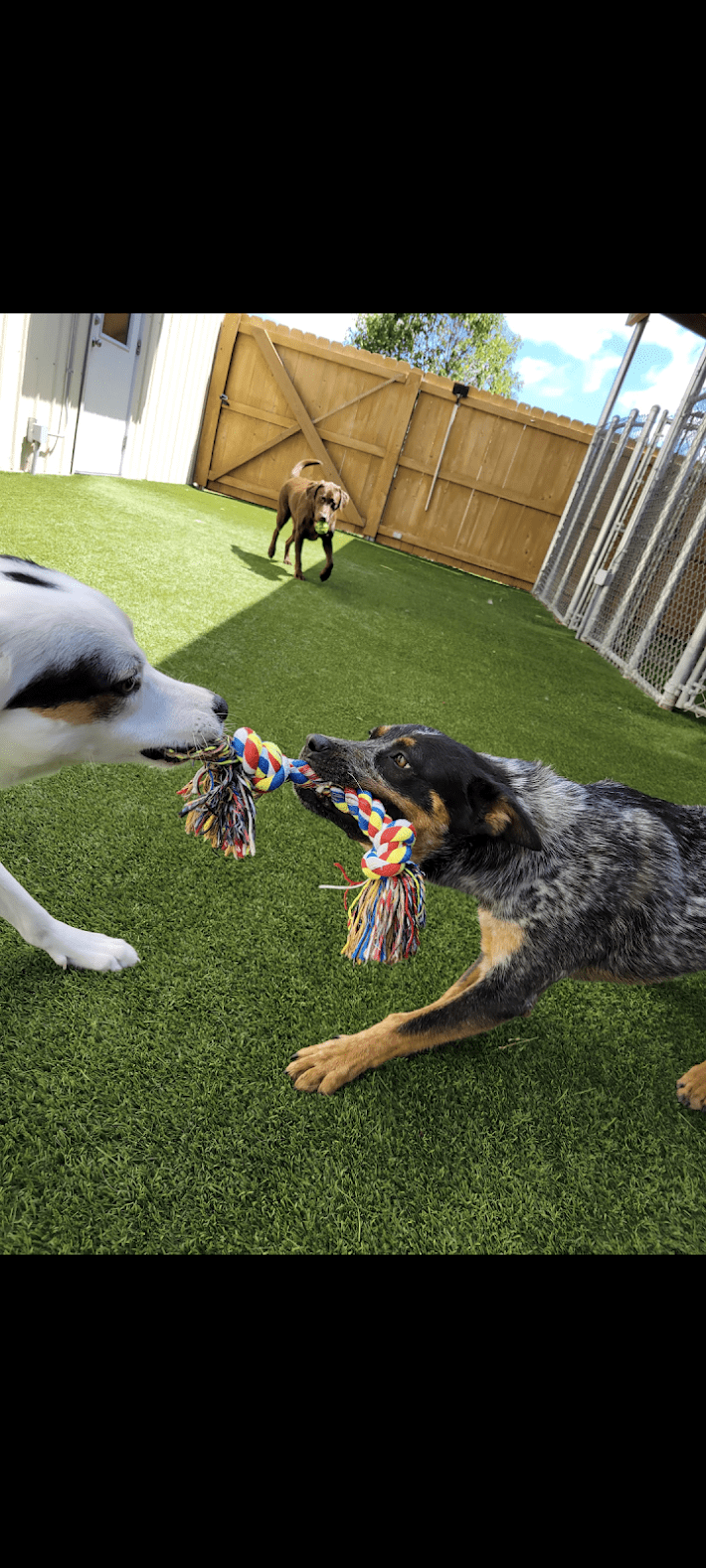 Gallery Ames, IA Ames Pet Resort