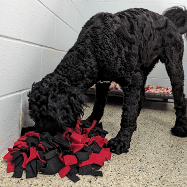 Ames Pet Resort Pet Training Services Ames, IA