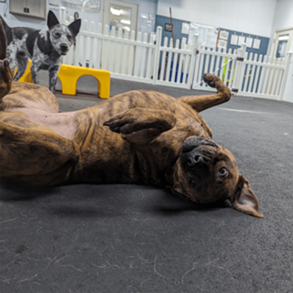 About Ames Pet Resort Ames, IA Pet Boarding