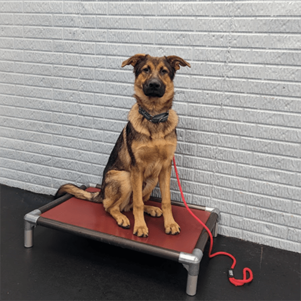 Ames Pet Resort Pet Training Services Ames, IA