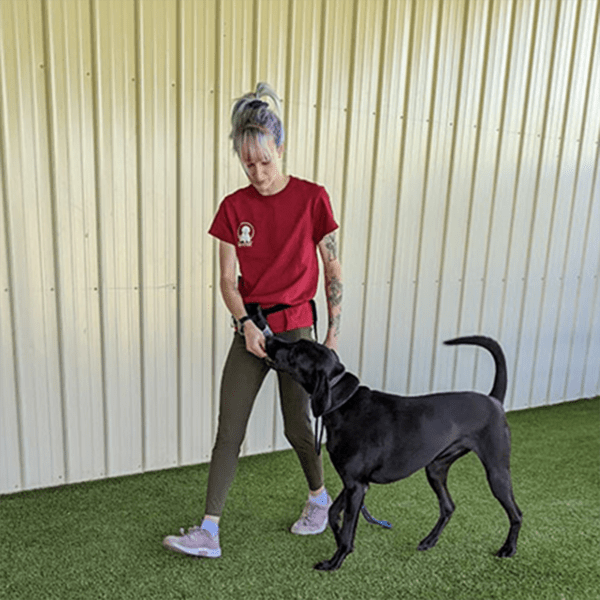 Ames Pet Resort Pet Training Services Ames, IA
