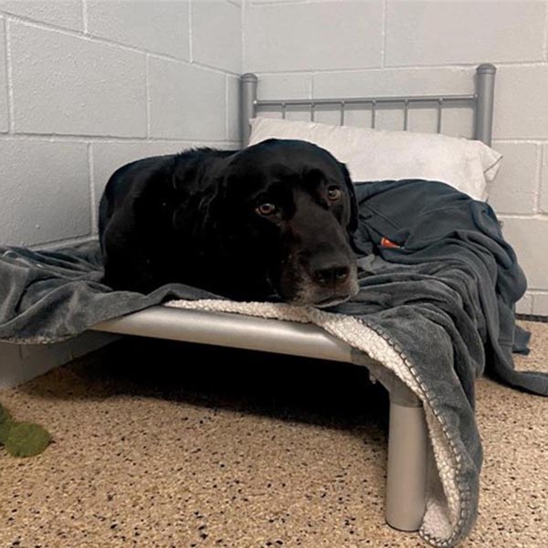 Boarding Services Boarding Packages Ames, IA