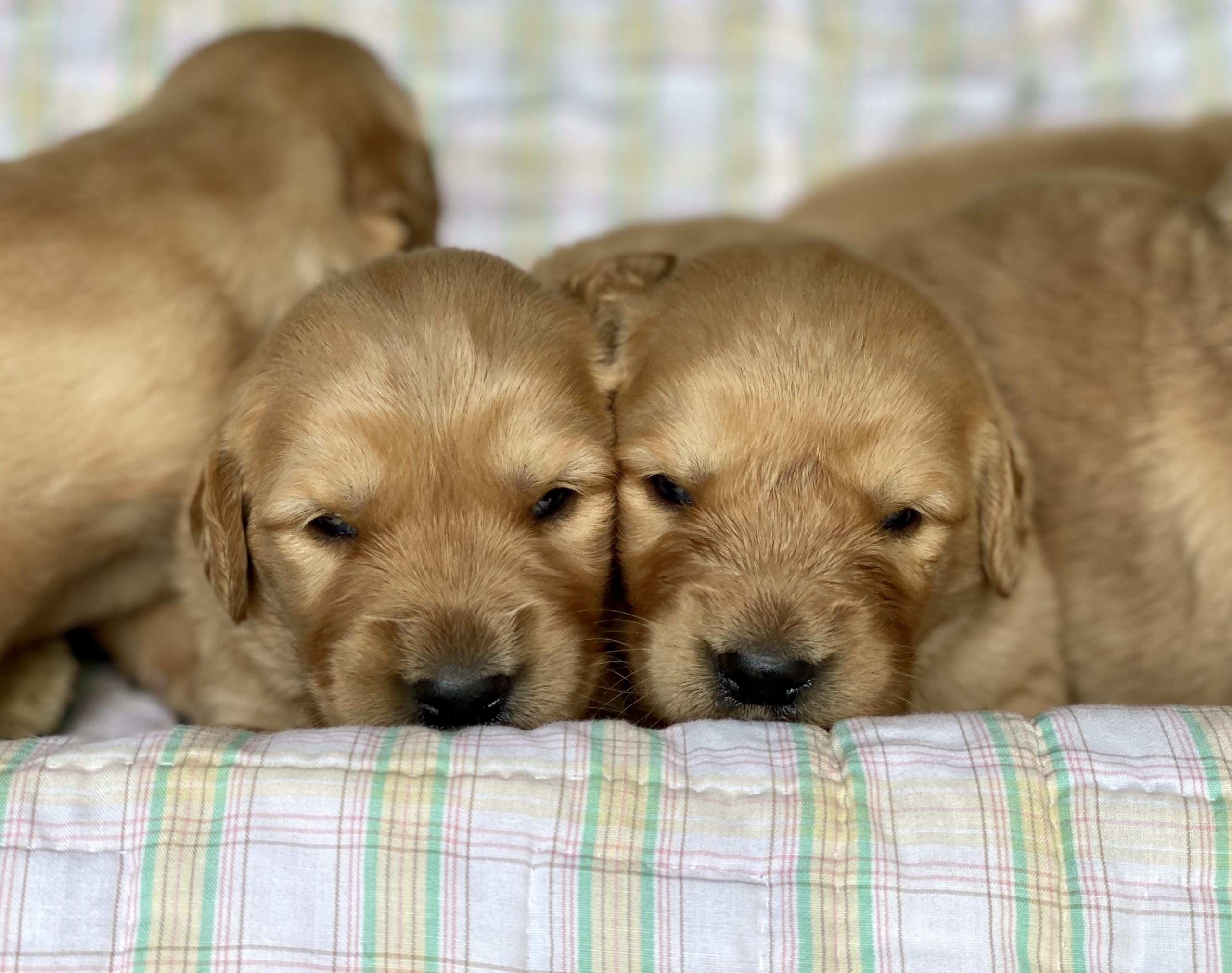 Available Puppies AM Goldens