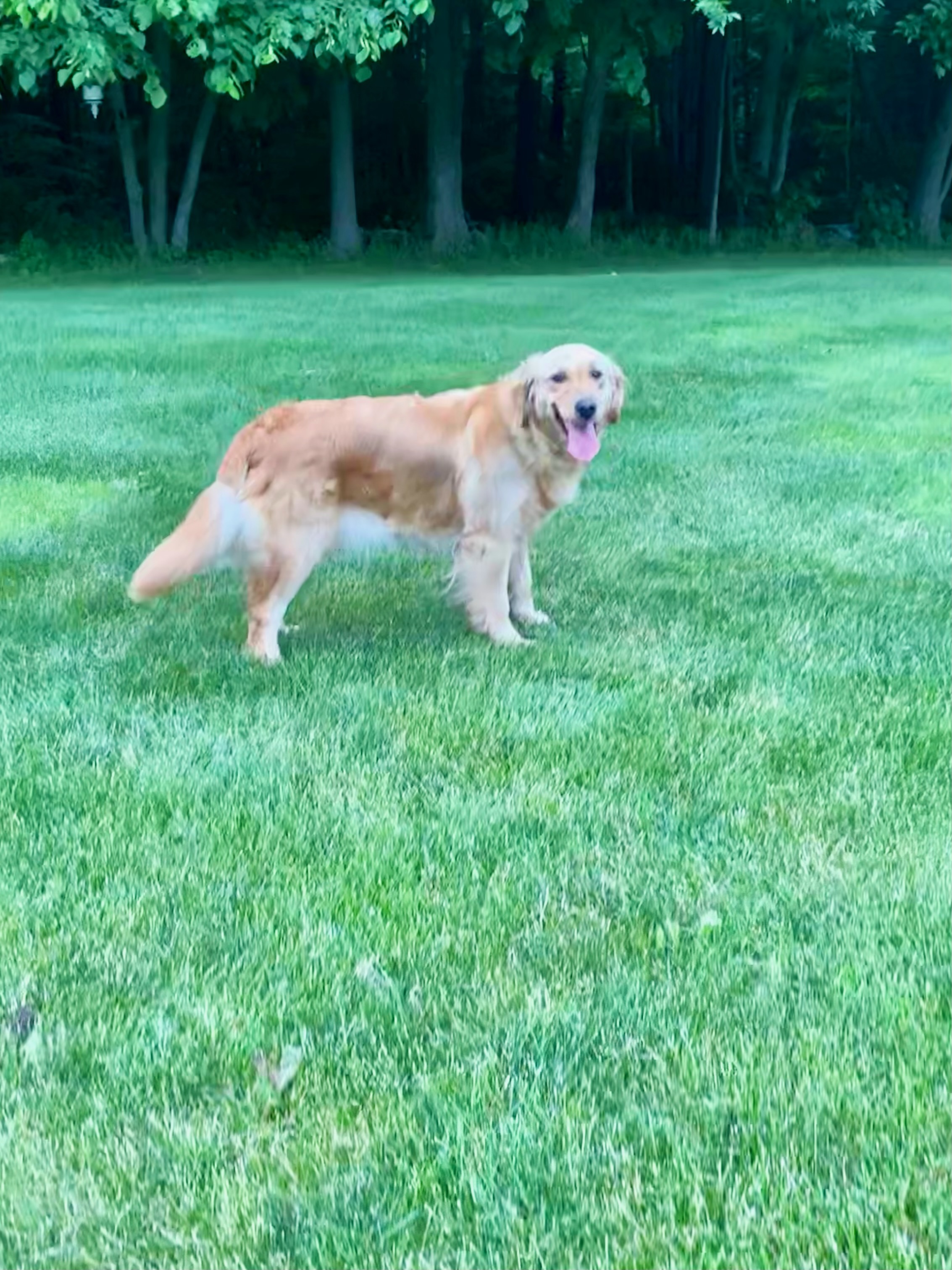 Home AM Goldens 3303170445 Apple Creek, OH