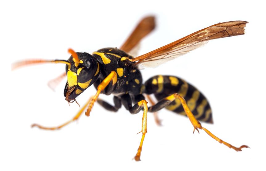3 Reasons to Call an Exterminator for Yellow Jacket Issues
