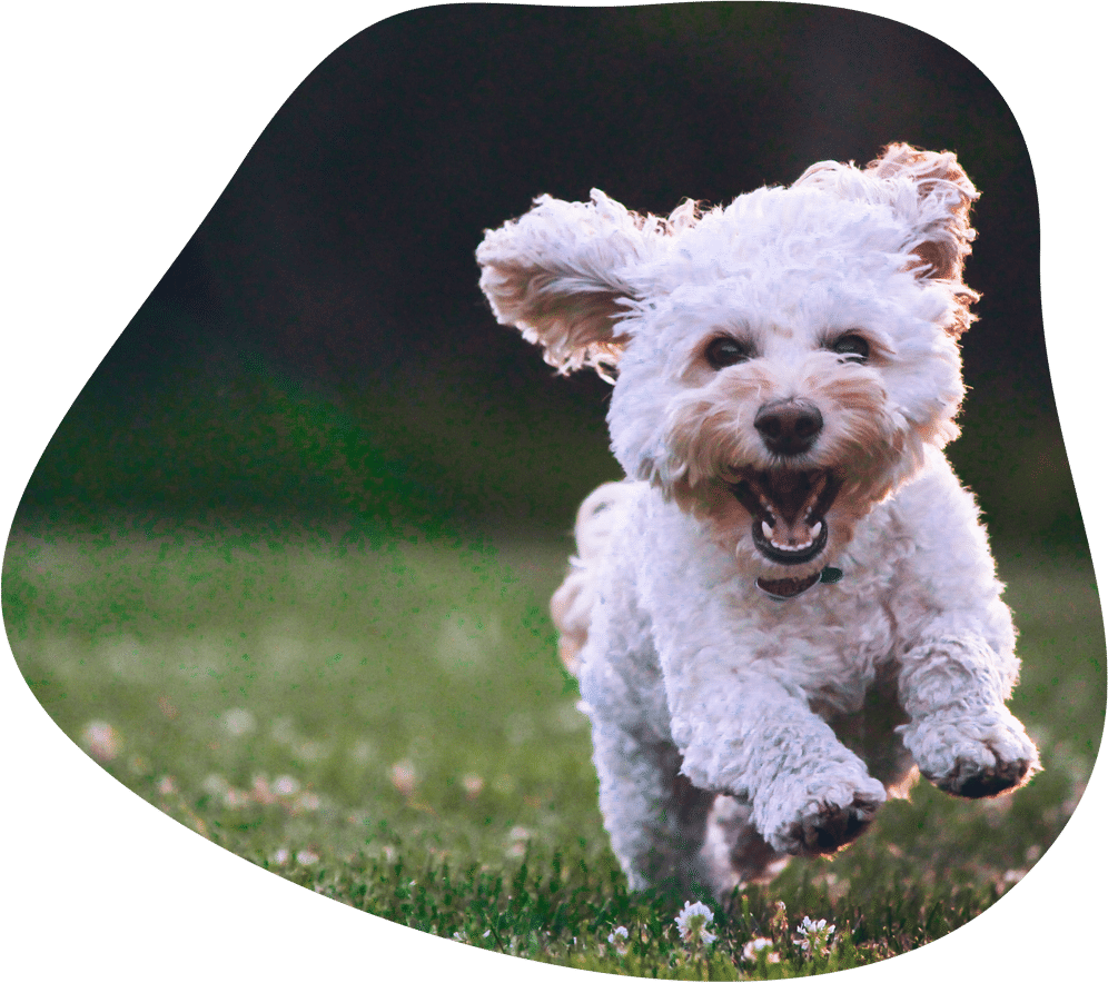 HundeKombiversicherung für deinen Vierbeiner ️ AMICANDO