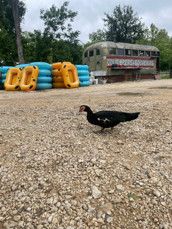 About Us Amigos Beach Tube Rentals in San Marcos