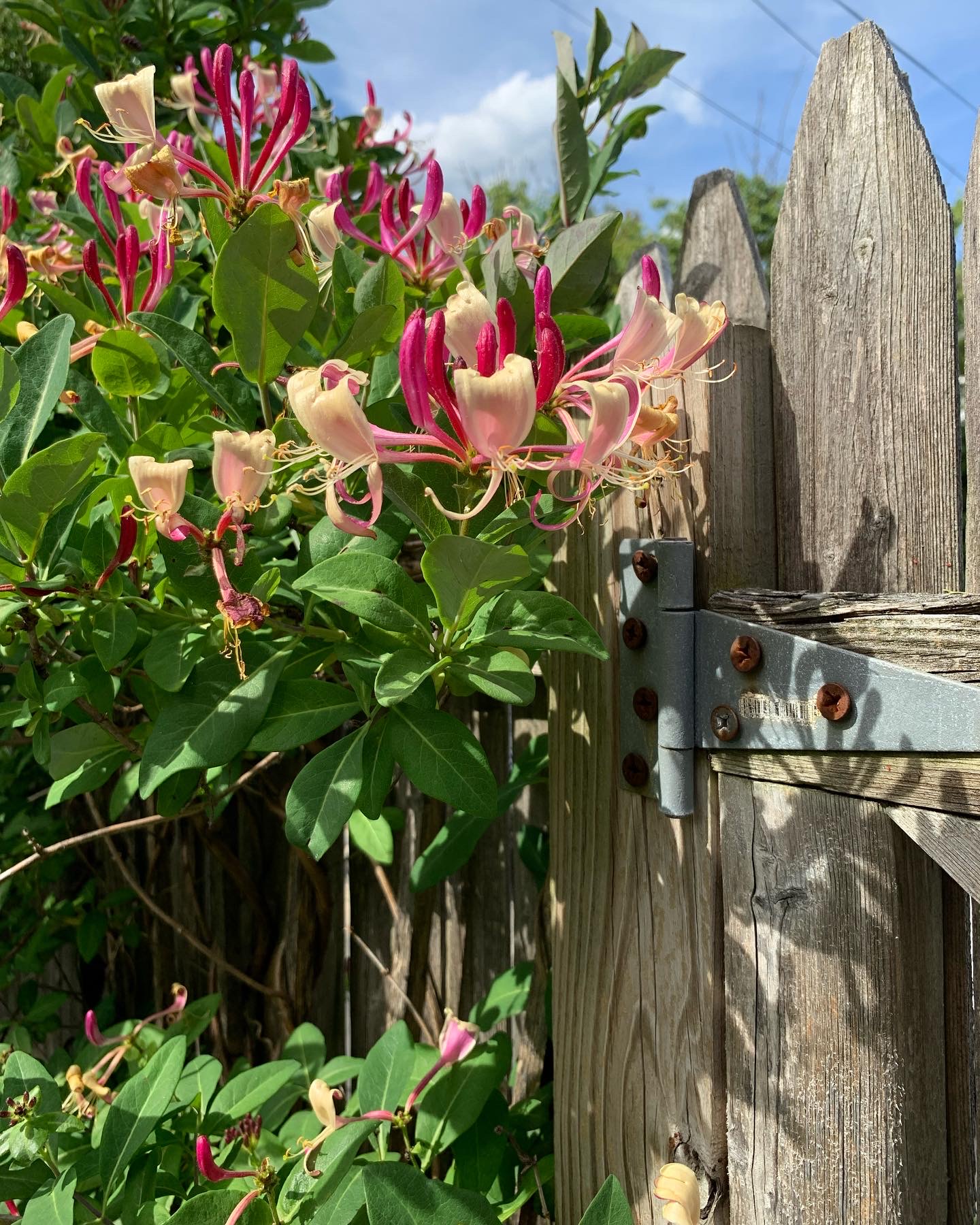 This Garden of Living and Dying A Mindful Life