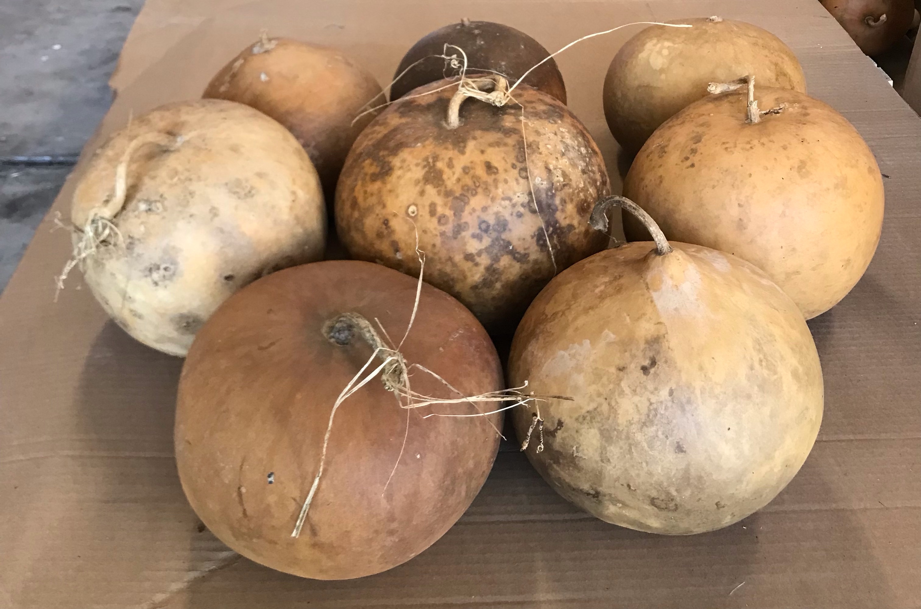 Bushel Basket Gourd 89" diameter, box of 6 Amish Gourds