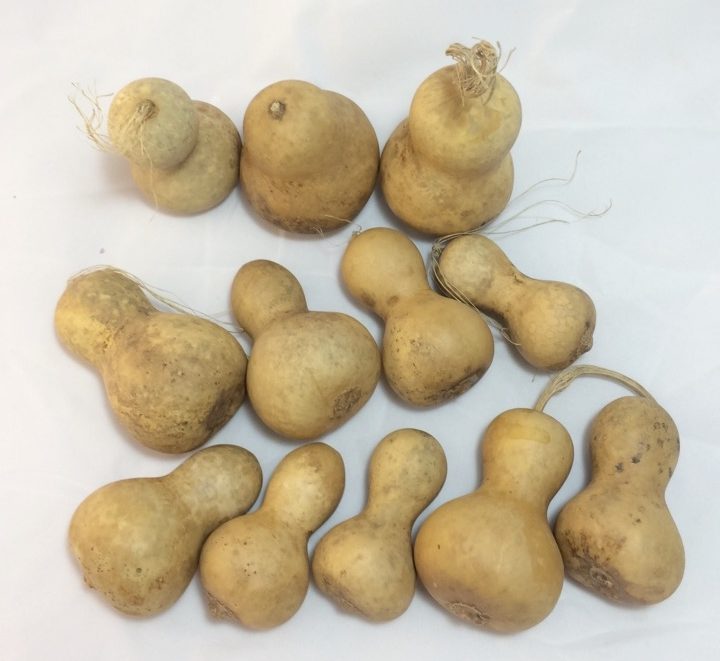 Irregular Mini Chinese Bottle Gourds Box of 100 Amish Gourds