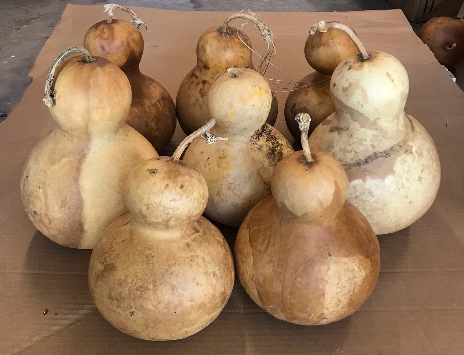 Bottle Gourd (7" 8" diameter) Large Box of 8 Amish Gourds