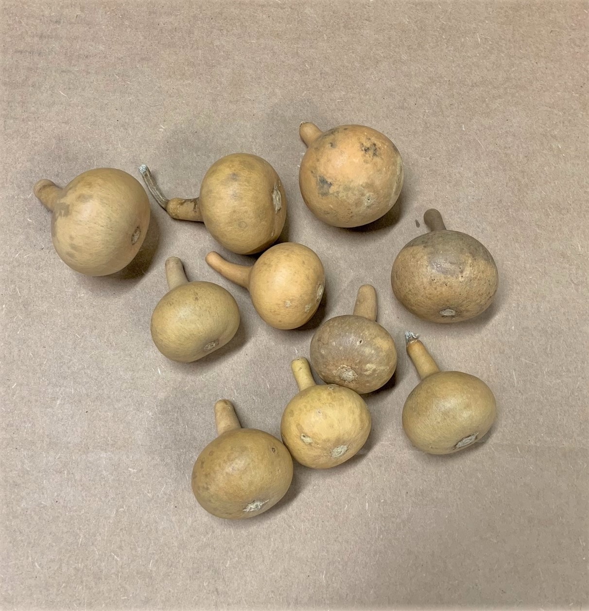 Pear Ornamental Gourds .75"1.5" Diameter Box of 20 Amish Gourds