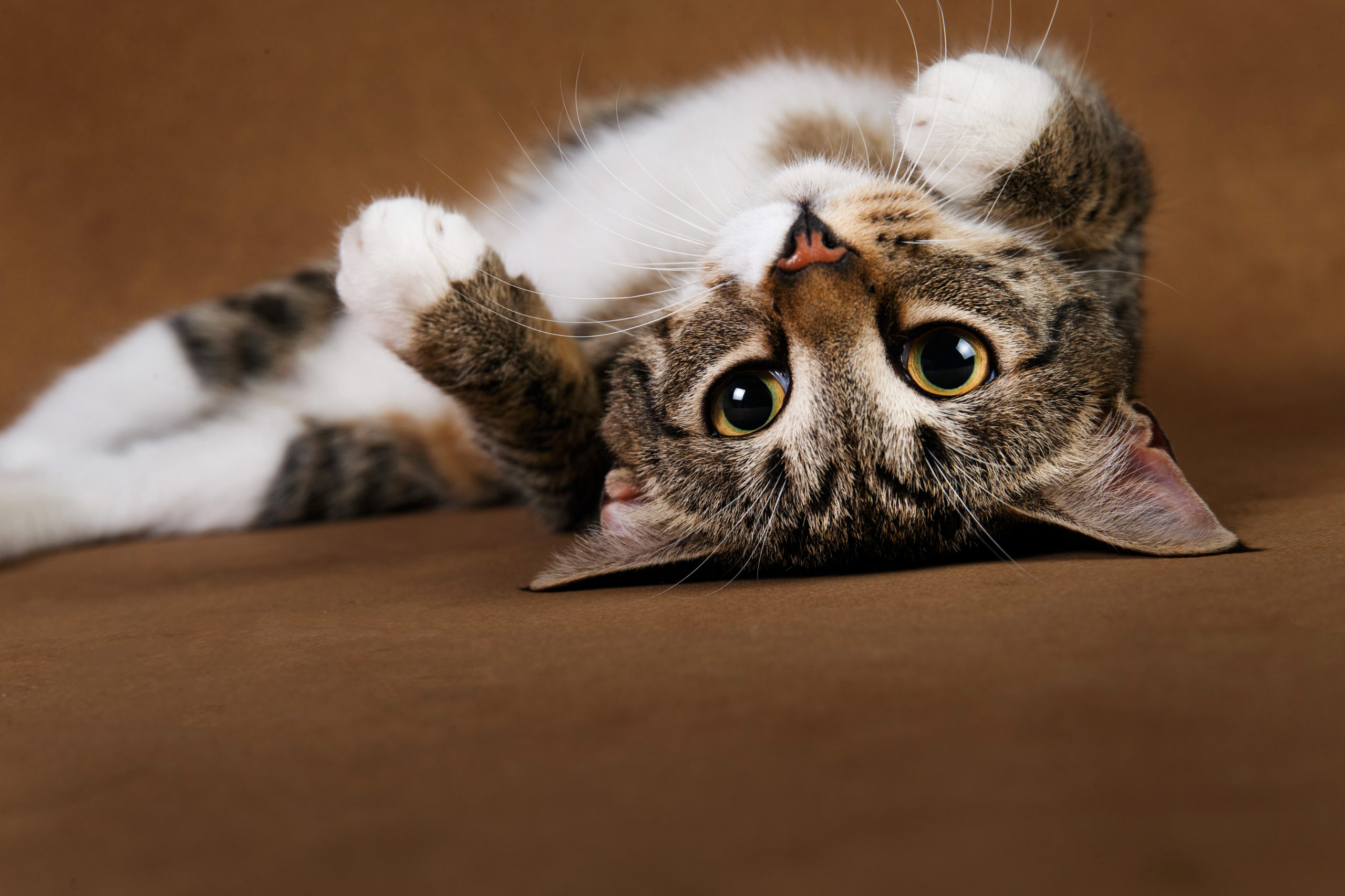 TOP32+ Quel Age Un Chat Peut Se Reproduire Aperçu Yvonne