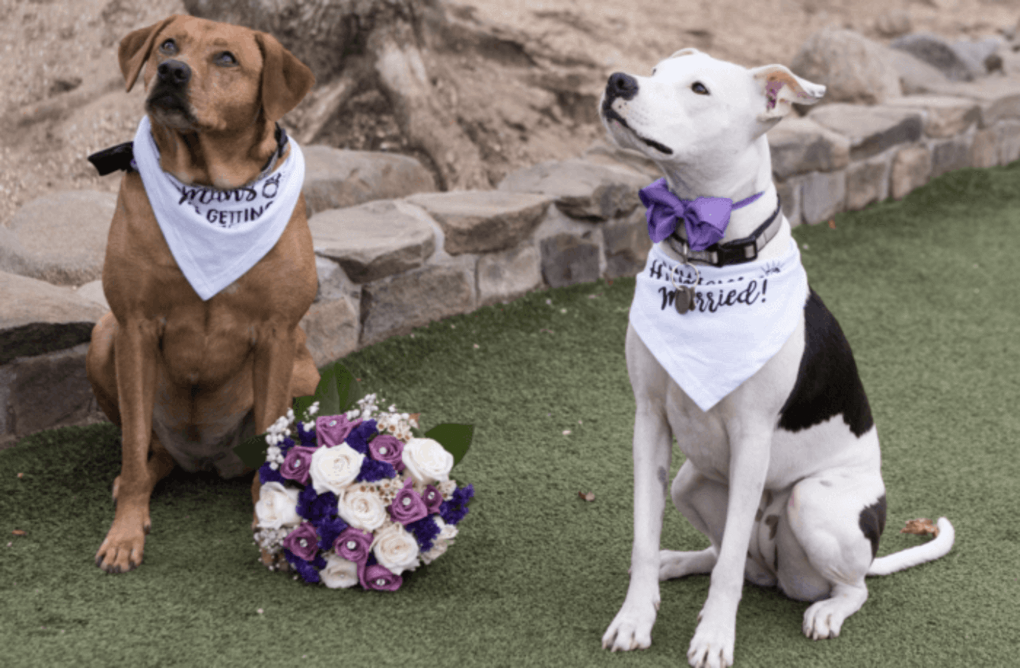 Newlyweds celebrate their ‘puptials’ with their pets at Queens dog park