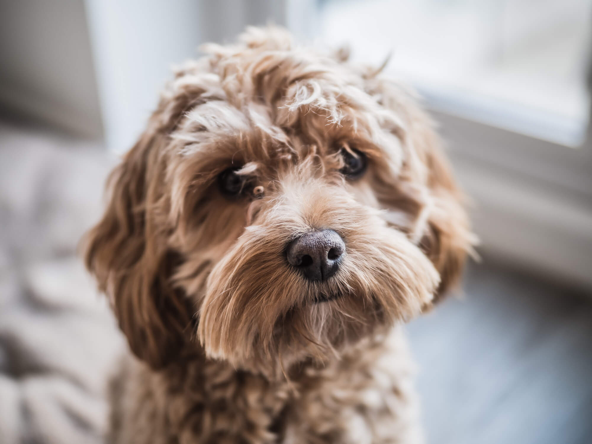 Cockapoo takes 1 spot as most popular dog breed in New